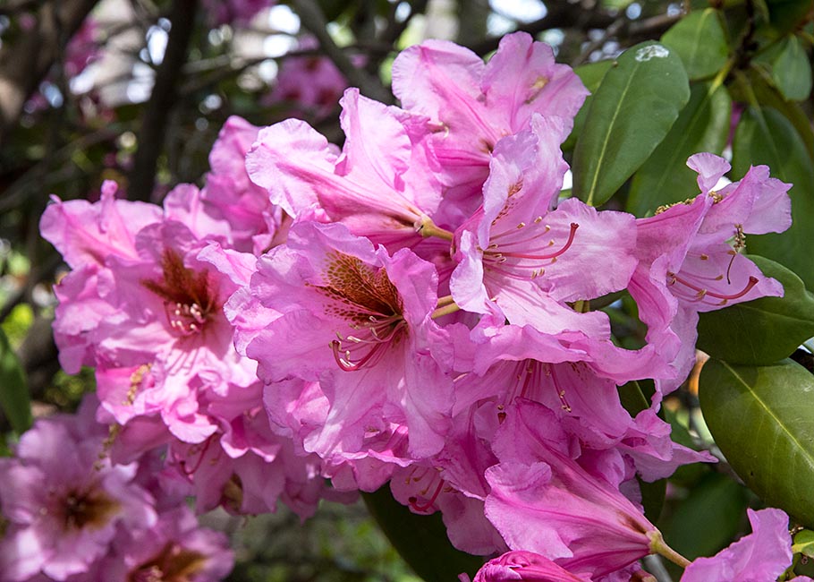 Pink Rhododendrons