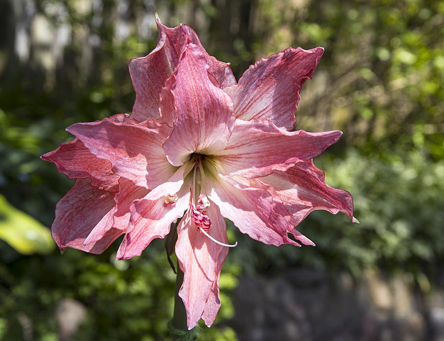 the Very Last Amaryllis
