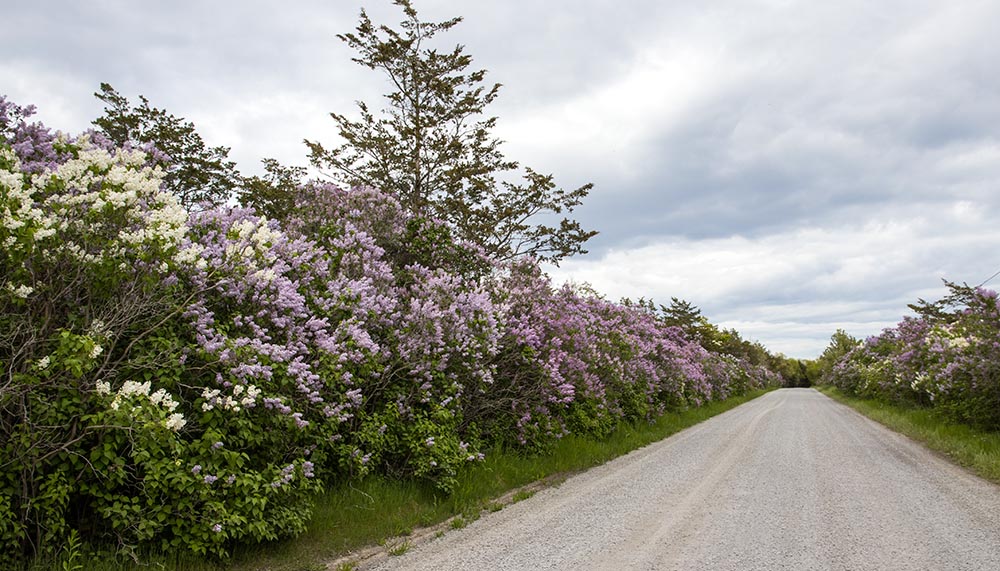 Lilac Time
