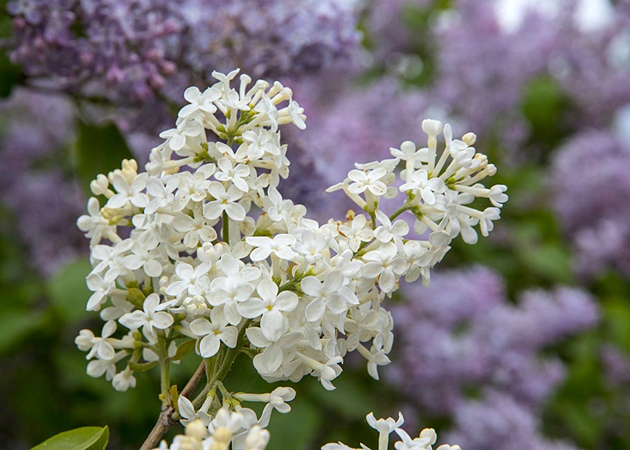 White Lilacs