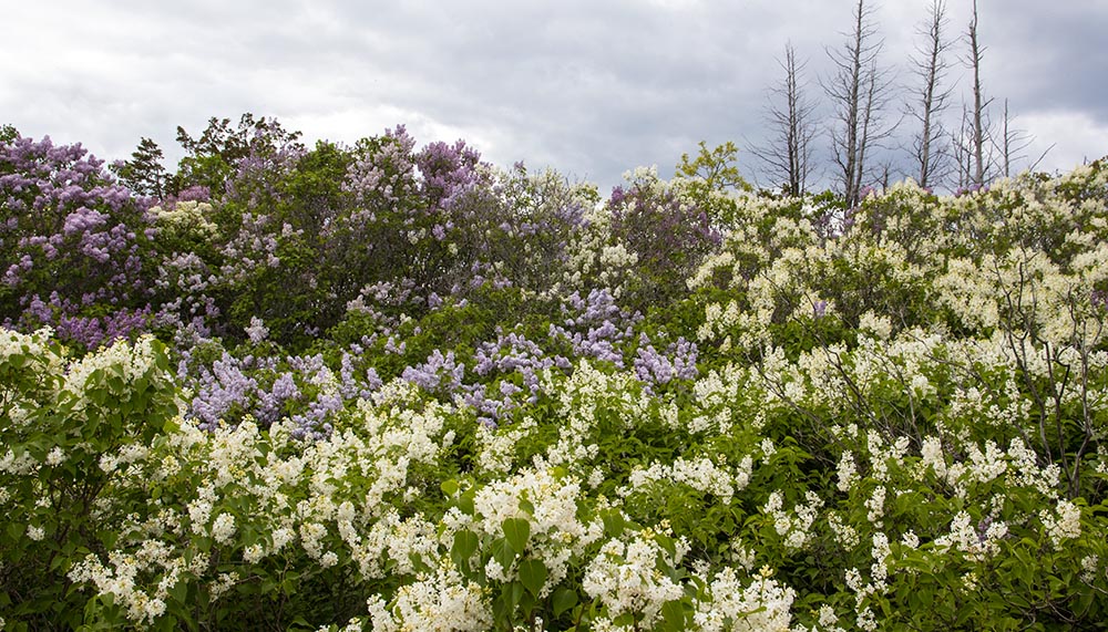 Mounds of Lilacs