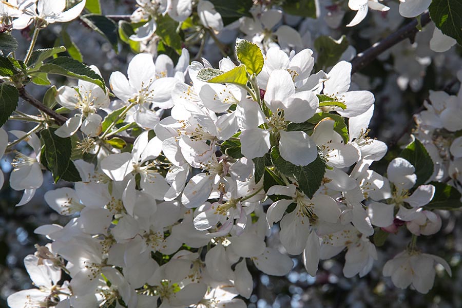 Apple Blossoms