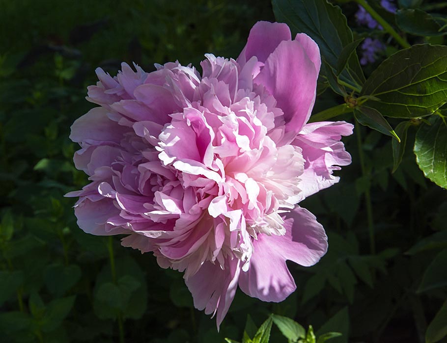 Peony