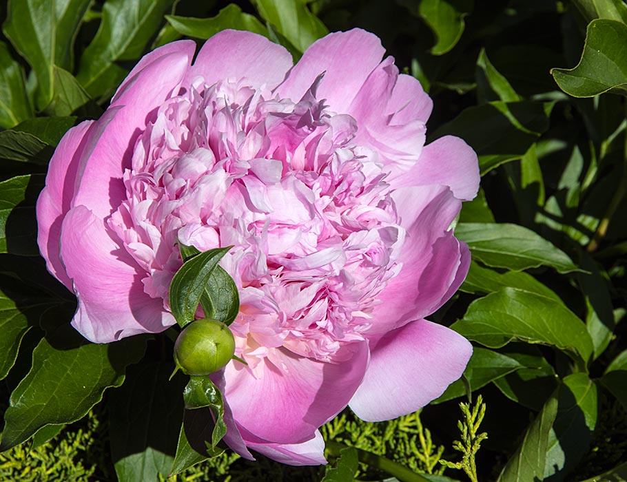 Another Peony
