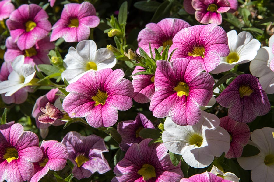 Seventh of Nine Baskets of Million Bells