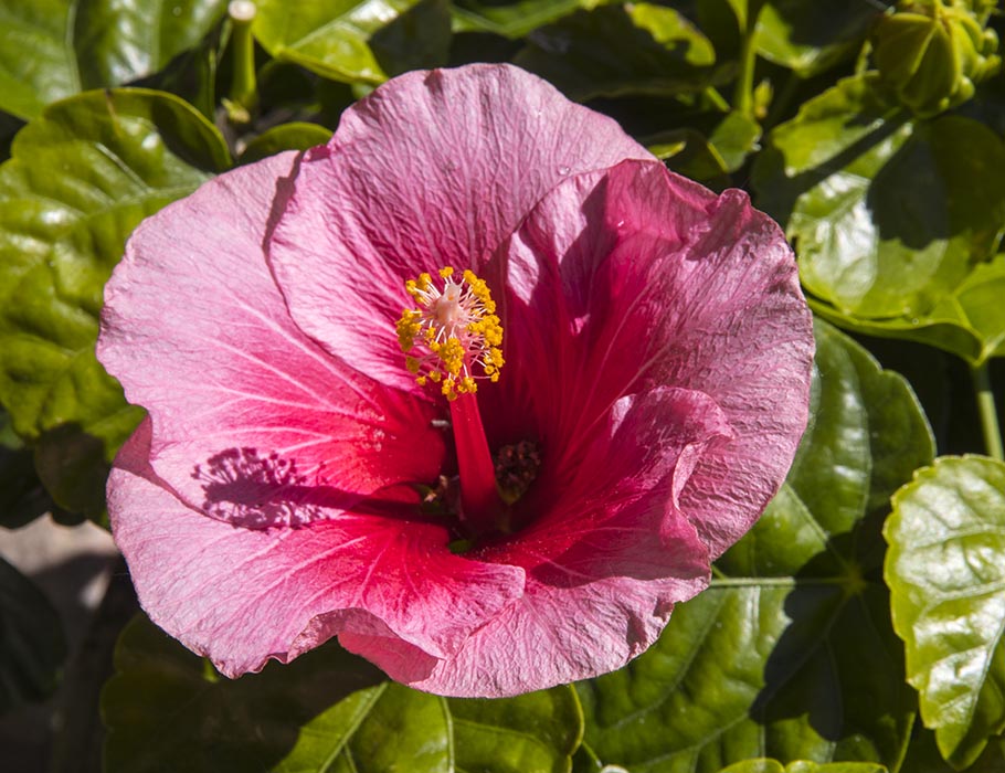 A New Hibiscus