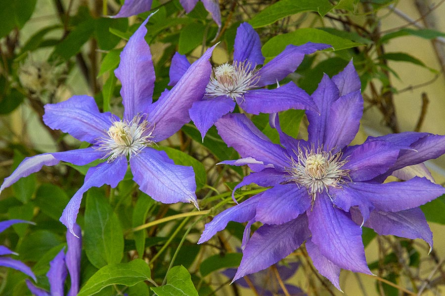 Single Clematis