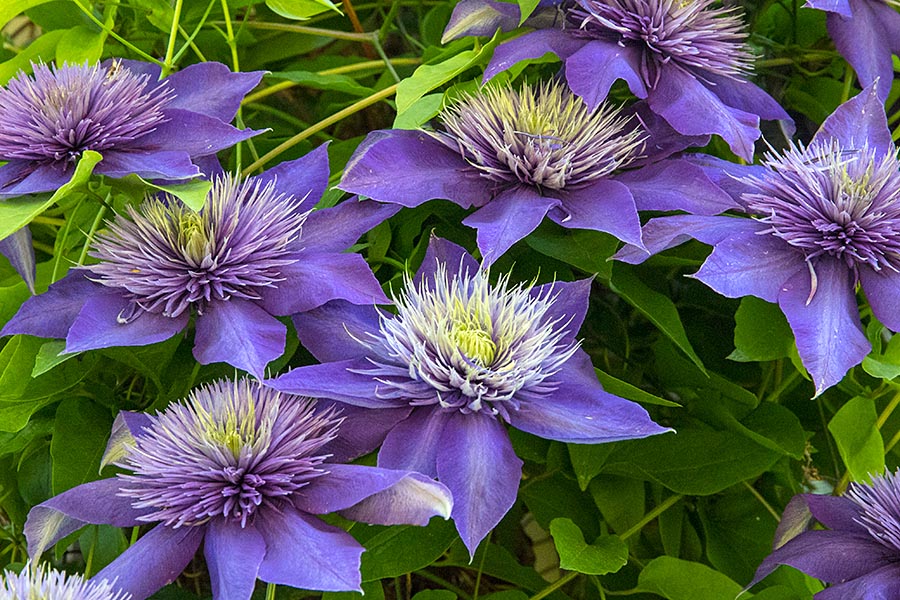 Another Clematis