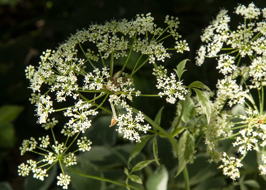 Lacy Goutweed 