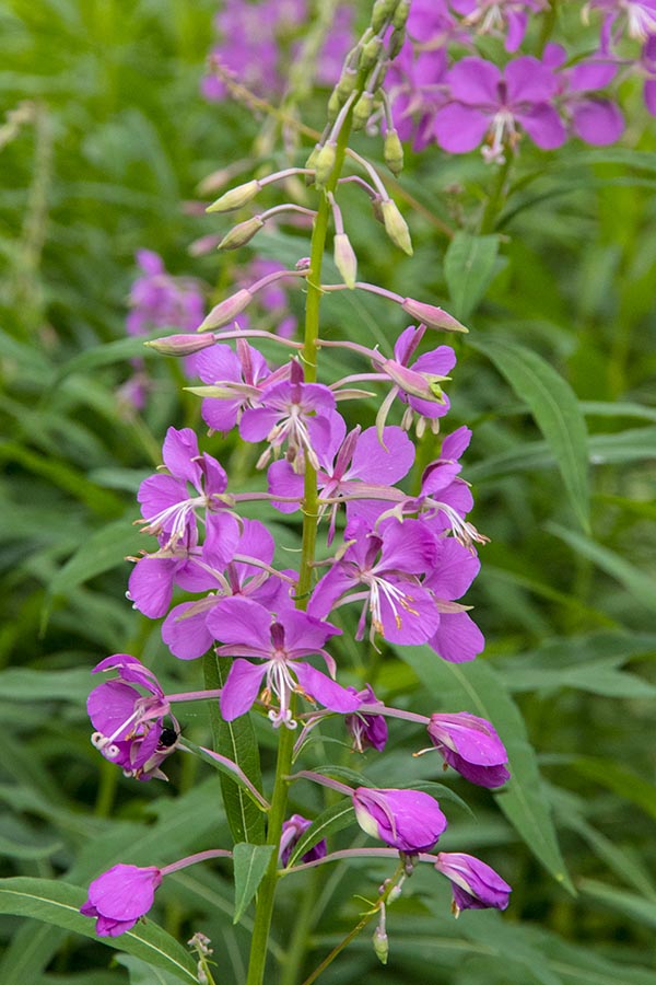 Fireweed