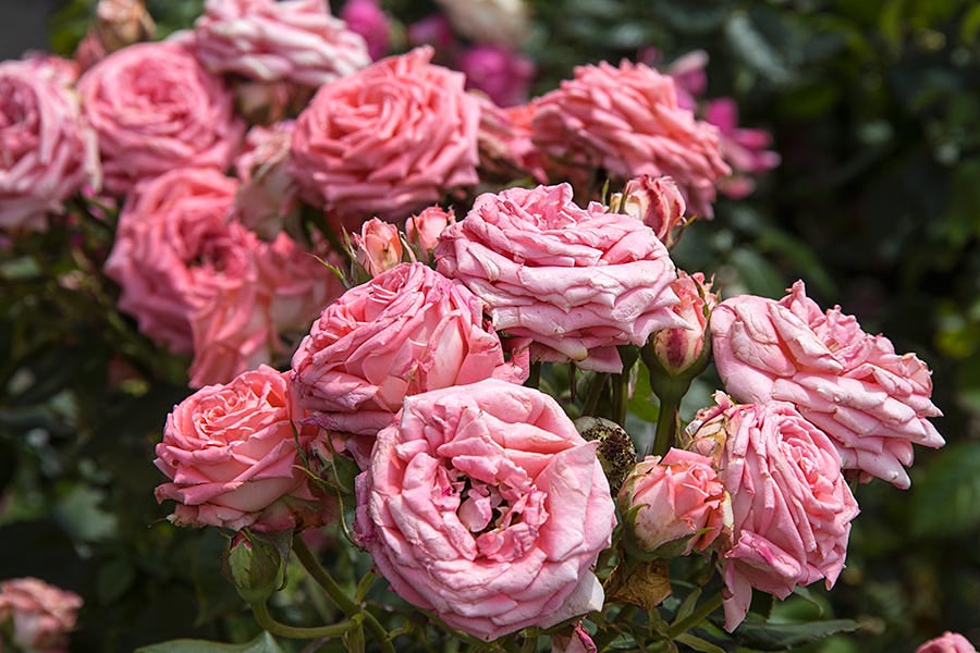 Cascades of Roses