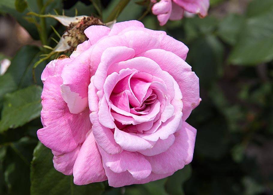 Perfect in Pink 