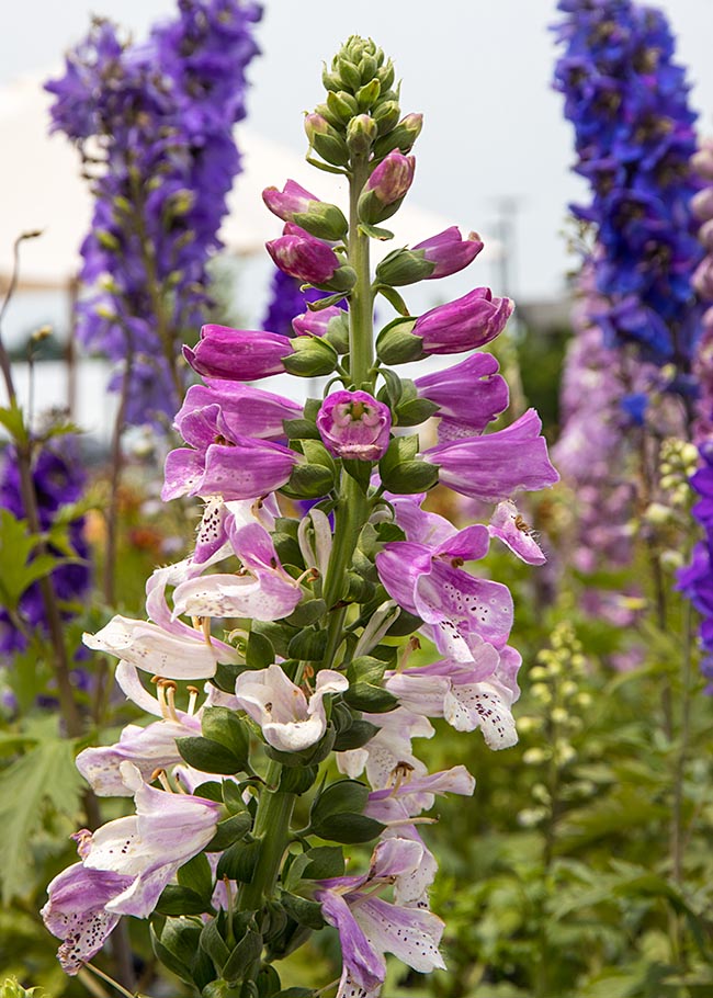 Foxglove