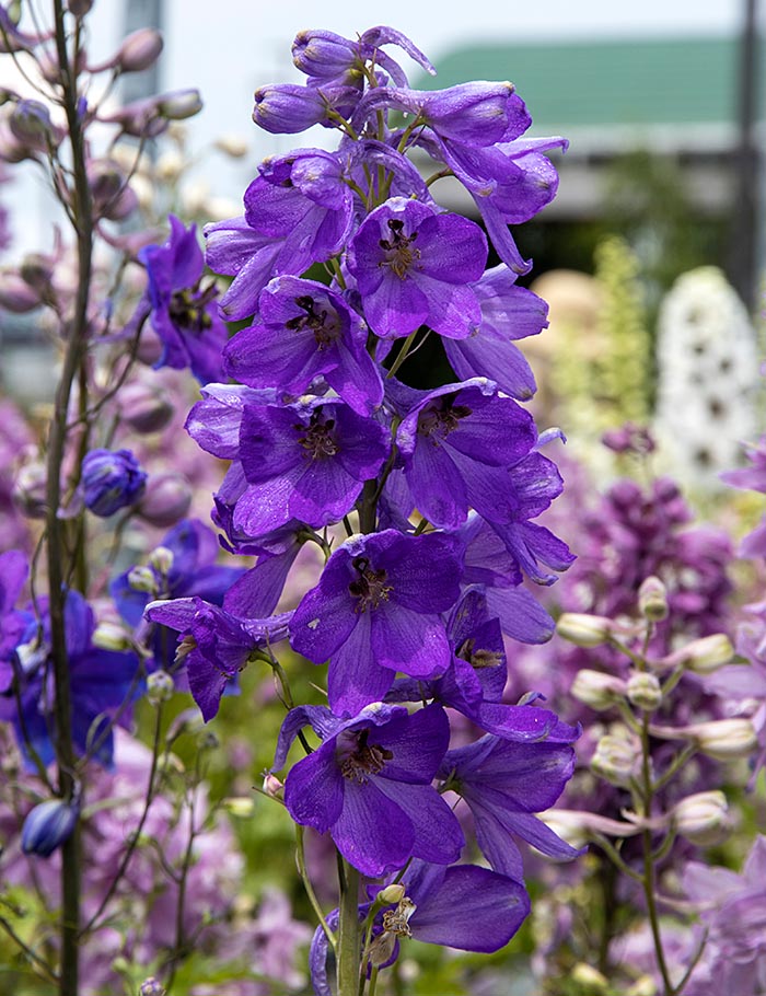 One of my Favourite Flowers