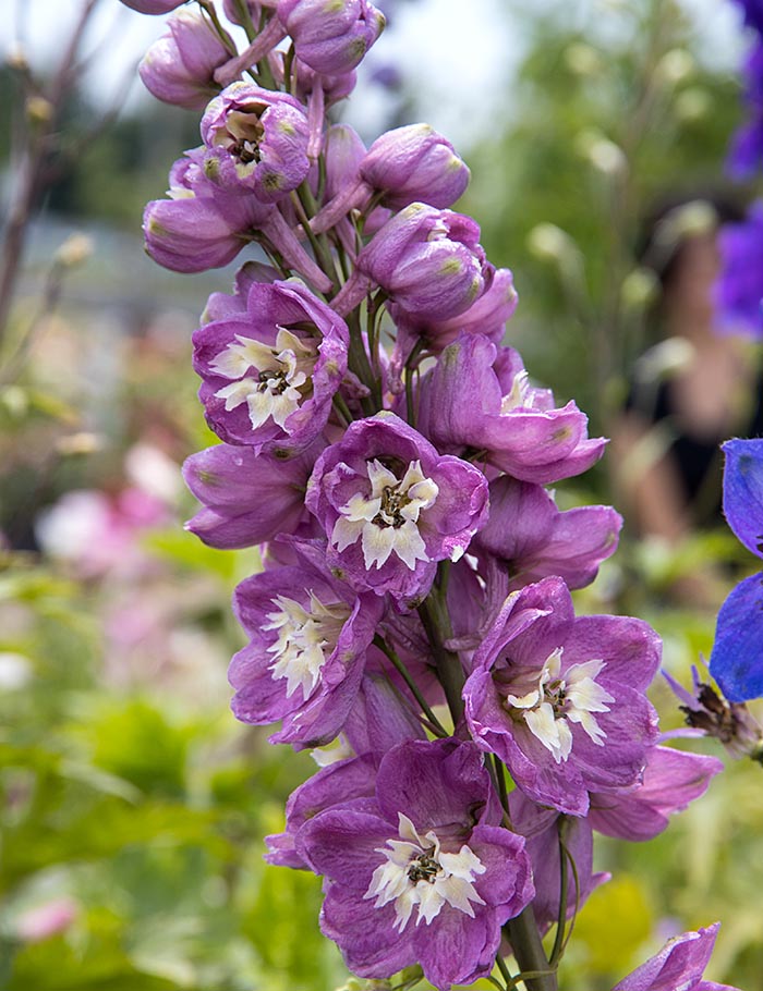 Mauve Delphinium
