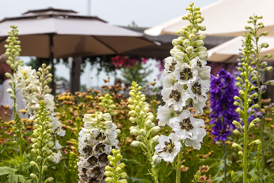 At the Garden Centre
