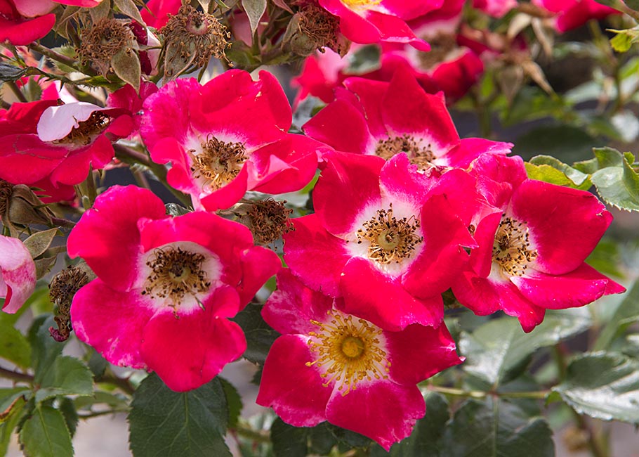 Old-Timey Shrub Roses
