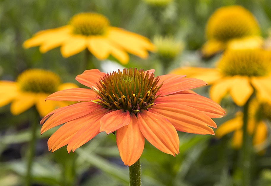 Gloriosa Daisy