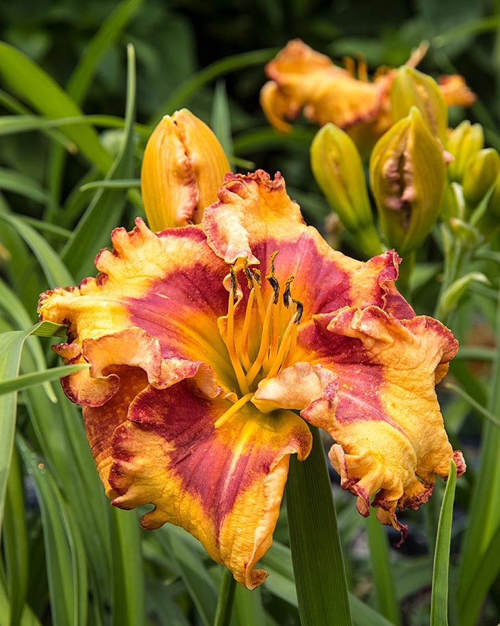Gorgeous Ruffles