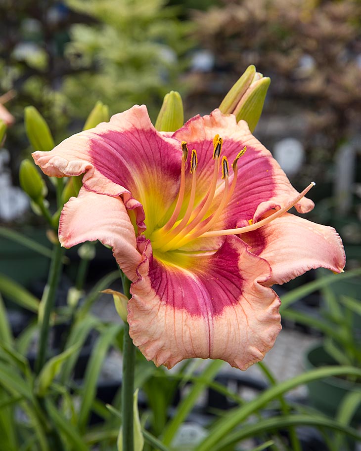 Another Day Lily