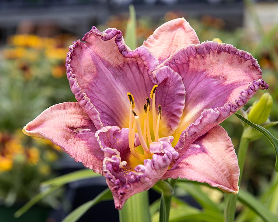 "Pink & Purple" Day Lily