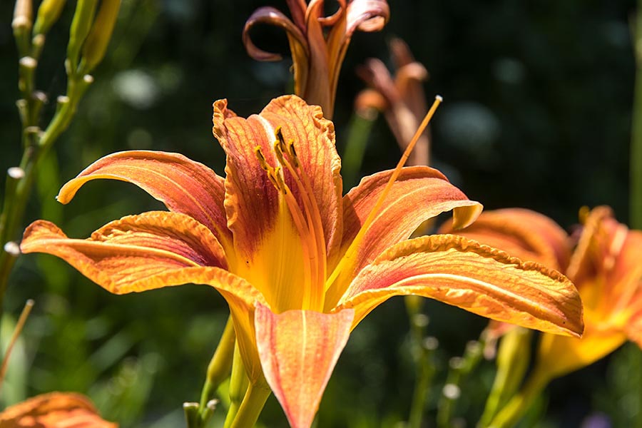 Day Lily Portrait
