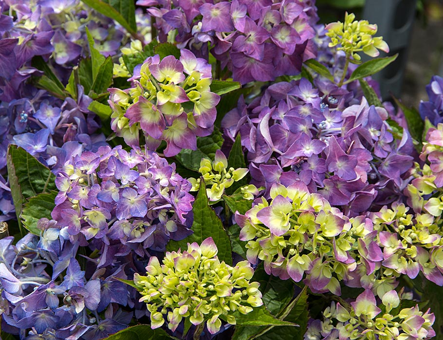 My Favourite Hydrangeas