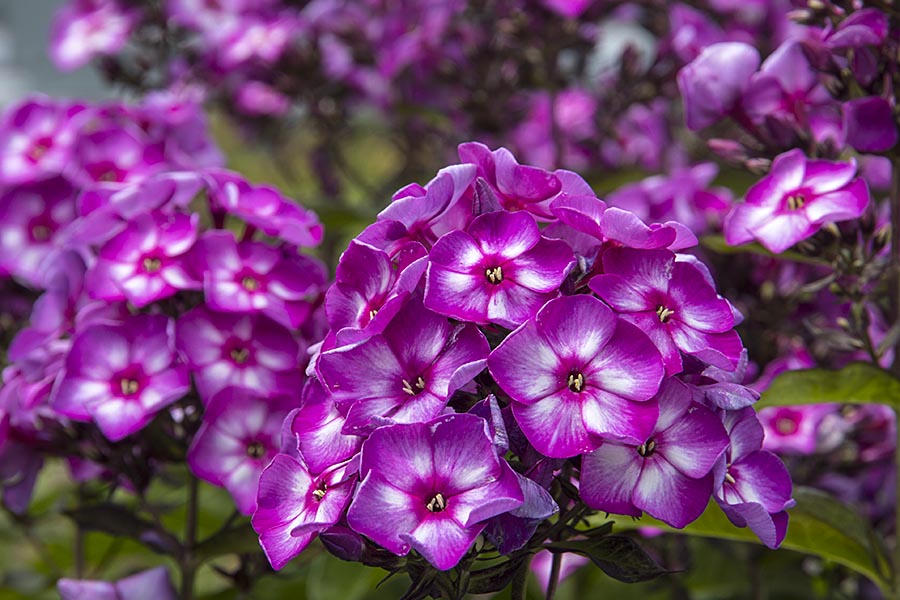 Pinwheel Phylox