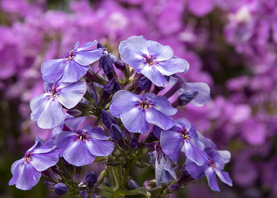 Purple Phylox