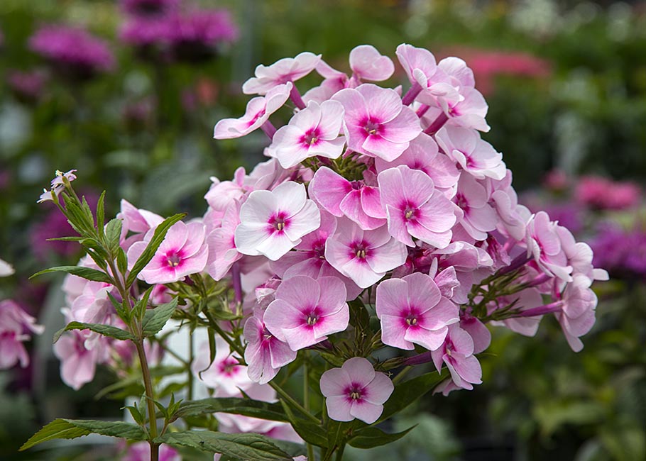 Pretty Pink Phylox