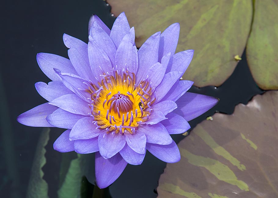 PurpleWater Lily