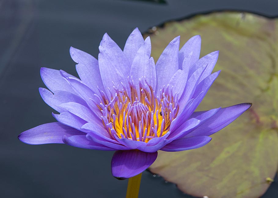 Purple Side View