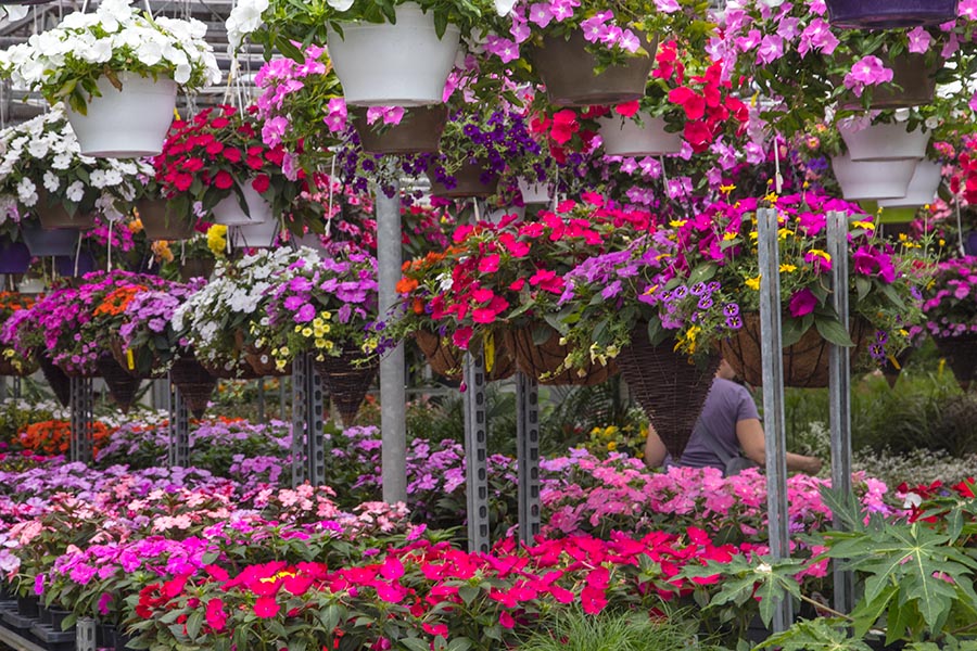A Greenhouse Full