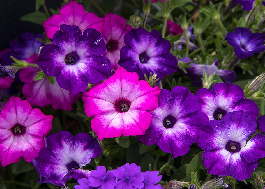 Pretty Petunias