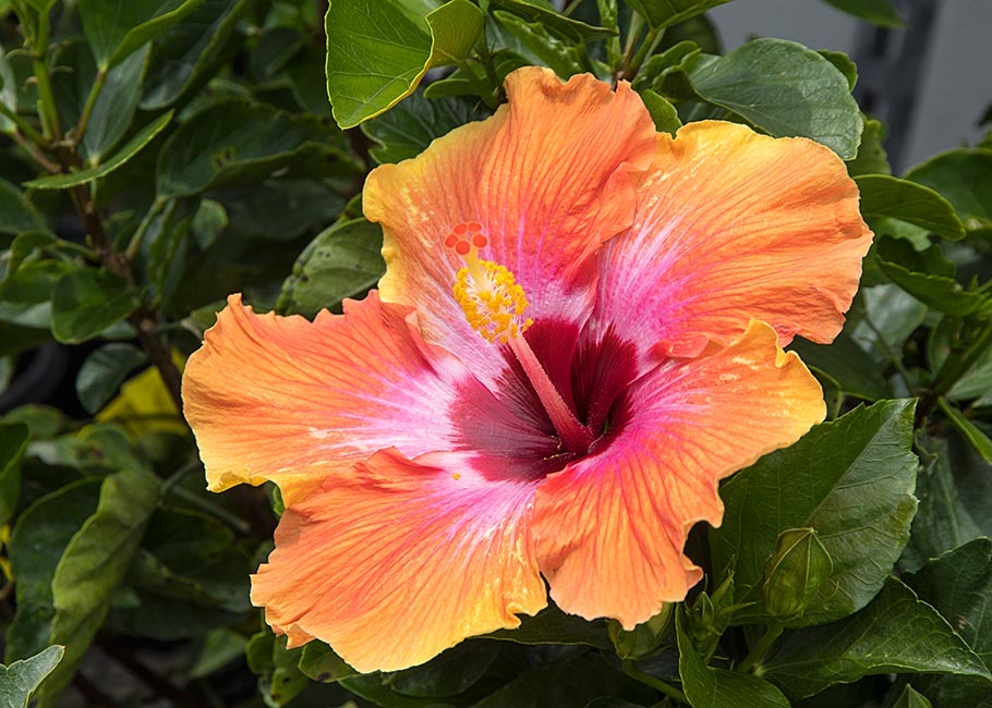 Tropical Hibiscus