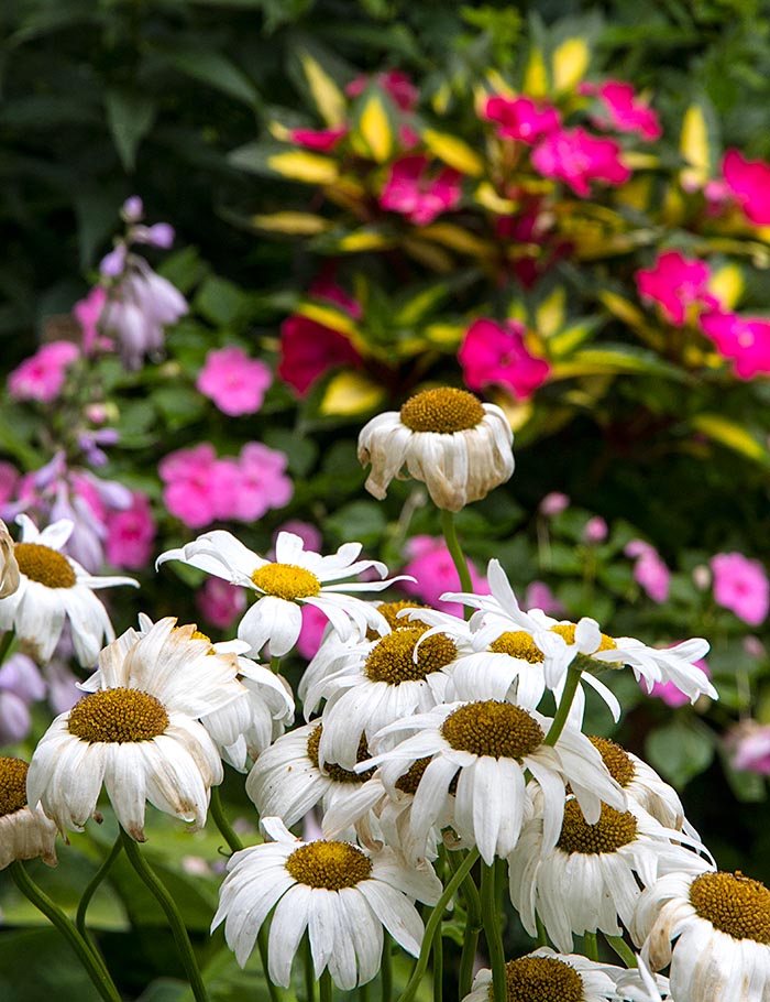 Faded Daisies