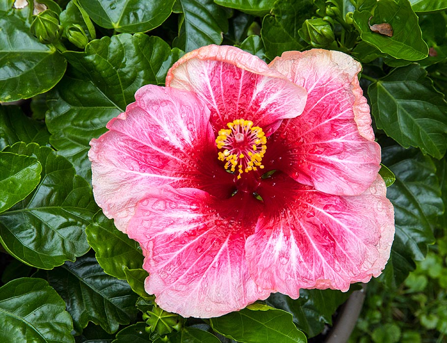 A New Hibiscus
