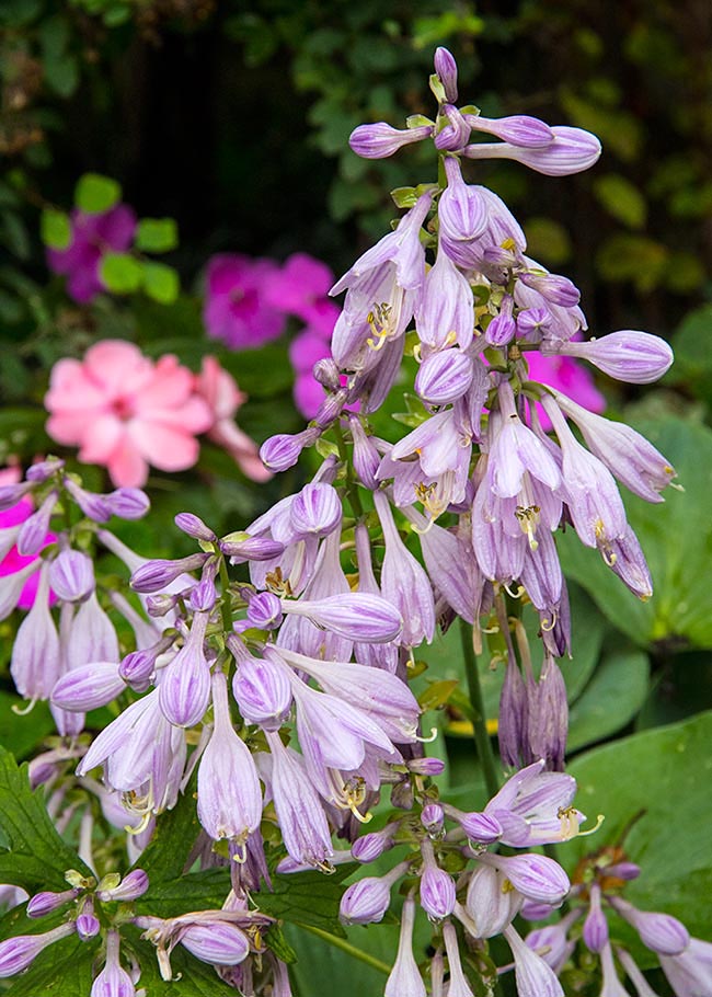 Hostas In Bloom