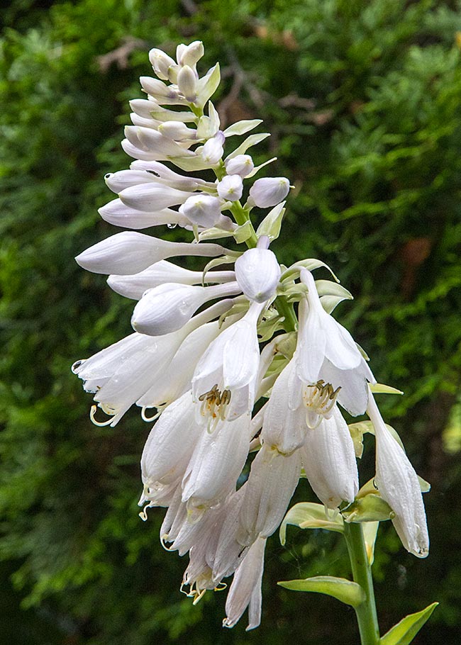 Giant Hosta Bloom