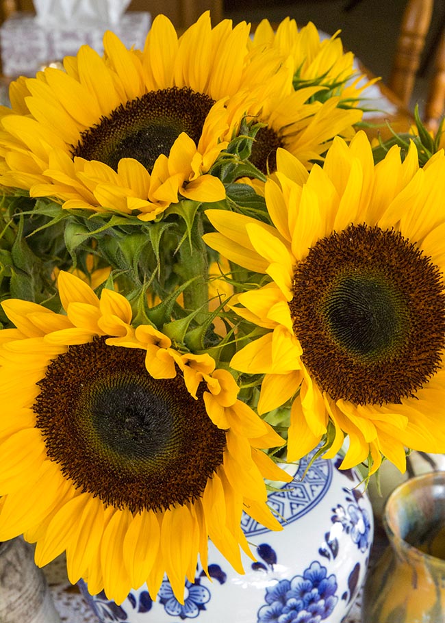 Sunflowers