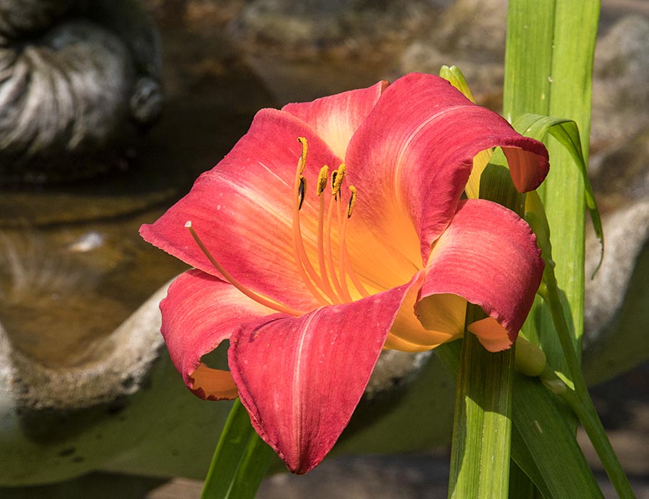 Just One of Two Exotic Day Lilies to Bloom this Year