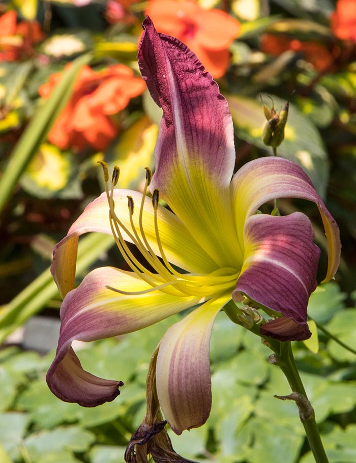the Second Day Lily