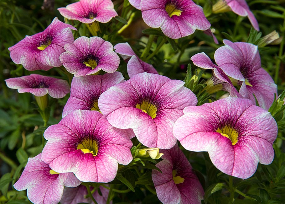 Pink Million Bells