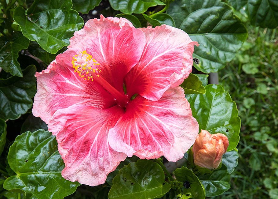 the New Hibiscus