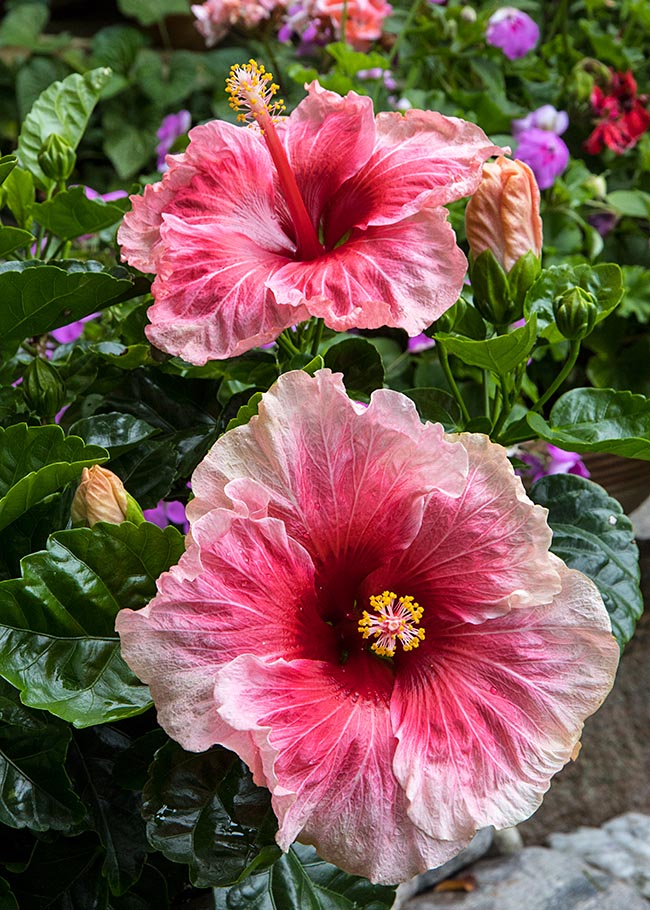 Full of Blooms