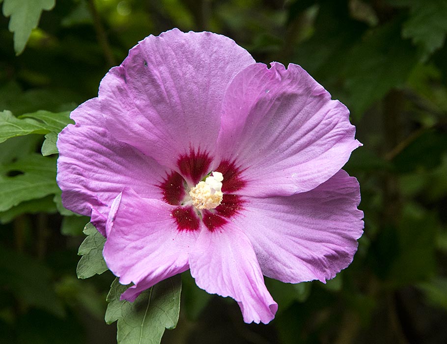 Rose of Sharon Time