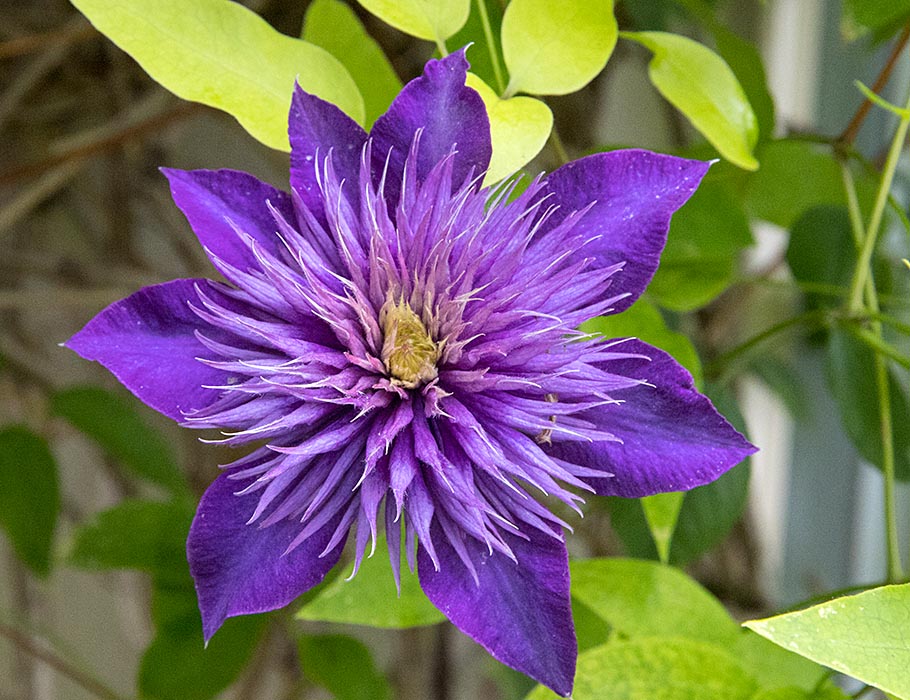 A Late Clematis