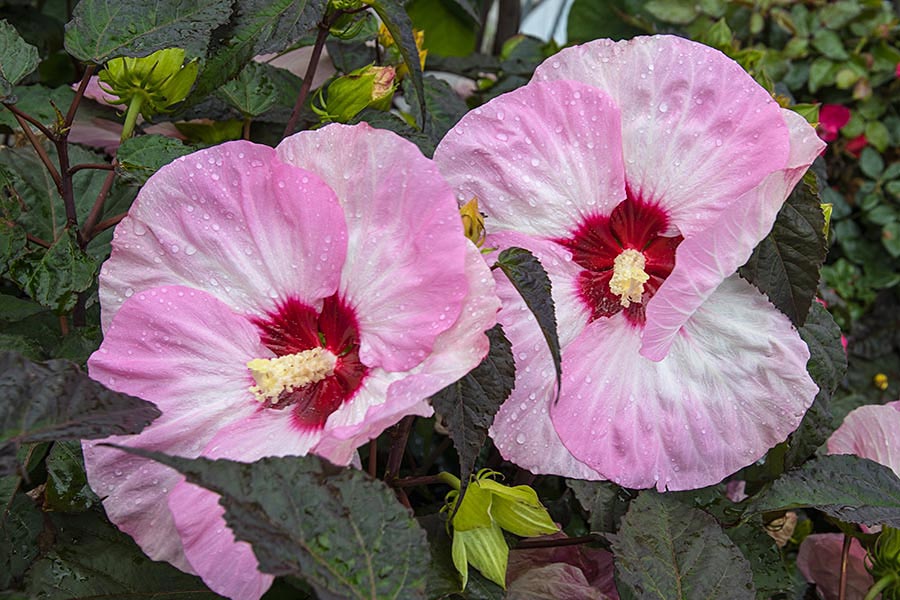 Hibiscus in the Wind and Rain