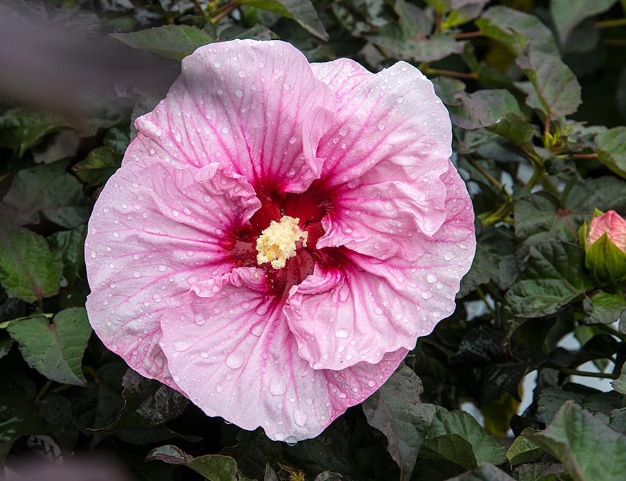 A Perennial Garden Hibiscus