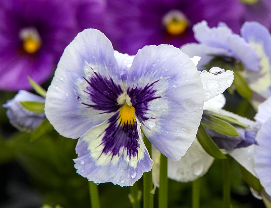 Pansy in the Rain